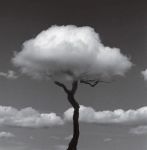 a tree with cloud head