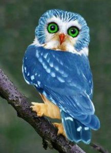 blue owl