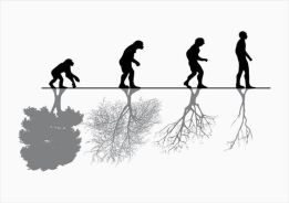 evolution of man