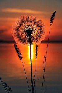 flower and sunset