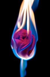 burning rose