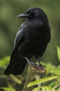 crow