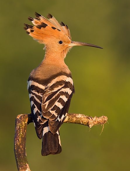 hoopoe.jpg