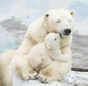 pole bears mon and child