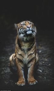 tiger
