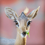 غزالة جميلة