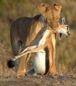 lion hunting prey