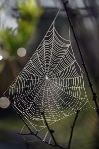spider web