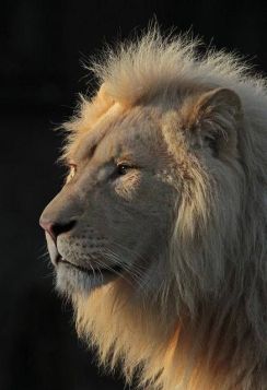a lion