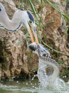 bird and snake eating a fish