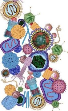 viruses and Becteria