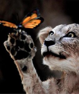 butterfly and lion