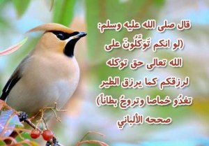 لرزقكم كما يرزق الطير