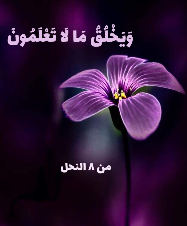 وَيَخْلُقُ مَا لَا تَعْلَمُونَ” – التصوف 24/7